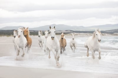 Фототапети 8-986 White Horses