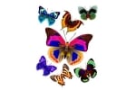 стикер - пеперуди Т0431-Ф1037