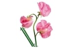 стикер 65×85 см, розово цвете Т0431-Ф0402