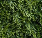 Декоративни зелени пана MIKA 100% PVC
